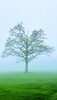 MISTY TREE「✿ ワイシャツの洗濯について・・・」