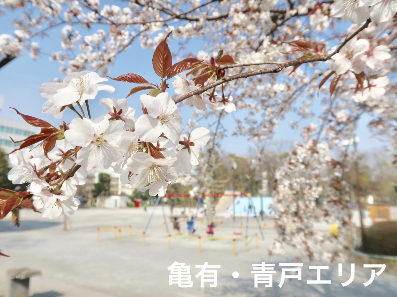 亀有・青戸エリア周辺の桜・花見情報
