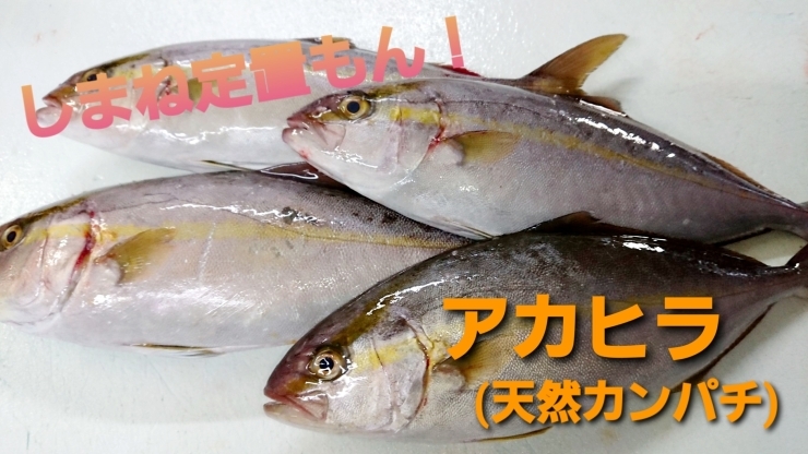 【定置もん】島根県産アカヒラ「○本日のお刺身○【定置もん！】島根県産アカヒラ、コシナガマグロ」