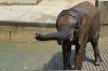 「【除幕式中止】3Dアート動物園がオープンします！」