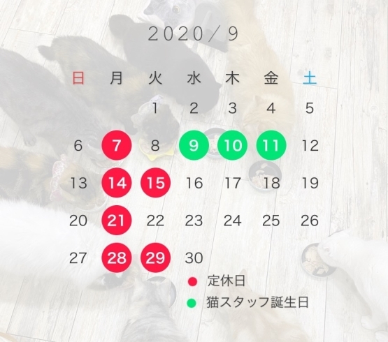 9月の営業予定 ネコcafe 猫と木のニュース まいぷれ 福島市