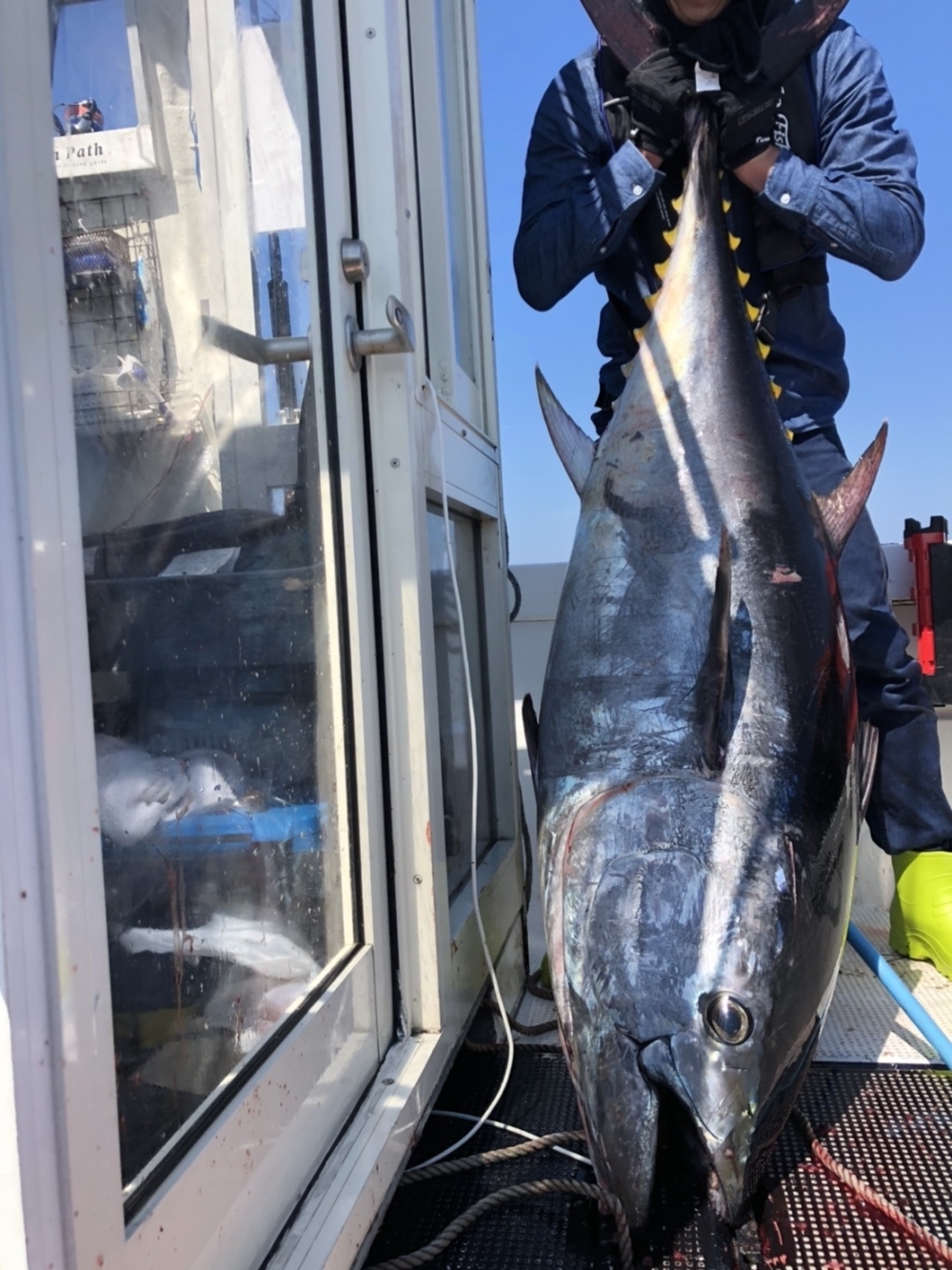 先週友達が釣り上げたマグロです