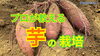 「【家庭菜園者必見】サツマイモを見ての生育診断　タネのハシモト」