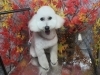 9月3日 カットコースのミッキーちゃん 犬猫のトリミング屋さんぽちのうち 犬 猫のトリミング屋さん ぽちのうちのニュース まいぷれ 船橋市