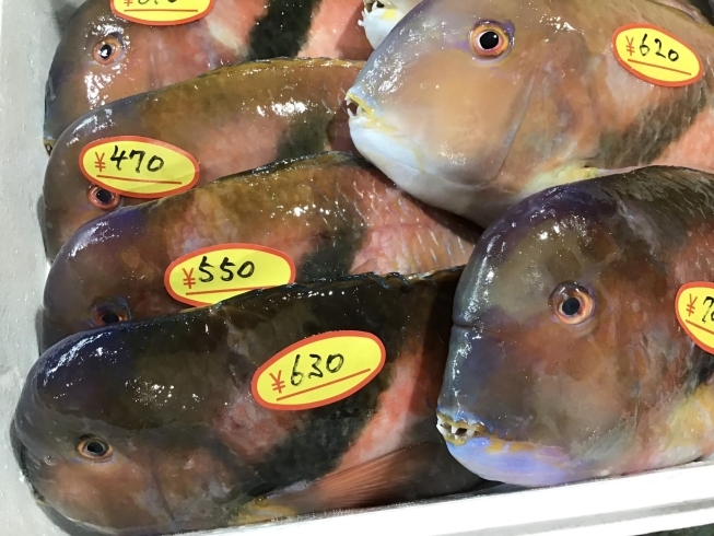 「魚魚市場鮮魚コーナーおすすめは「ギンガメアジ」です♪」