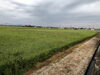 もうすぐ、稲刈りで　綺麗な田園風景です。「今日から、やっと…」