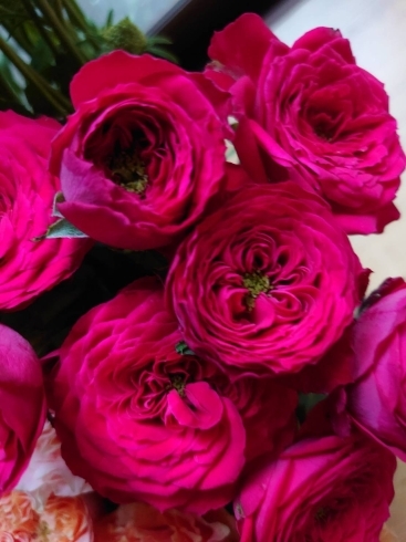 深みのあるレッドピンクのバラ「こっくりとした深い色」