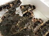 生タラバ蟹「焼きタラバ 」