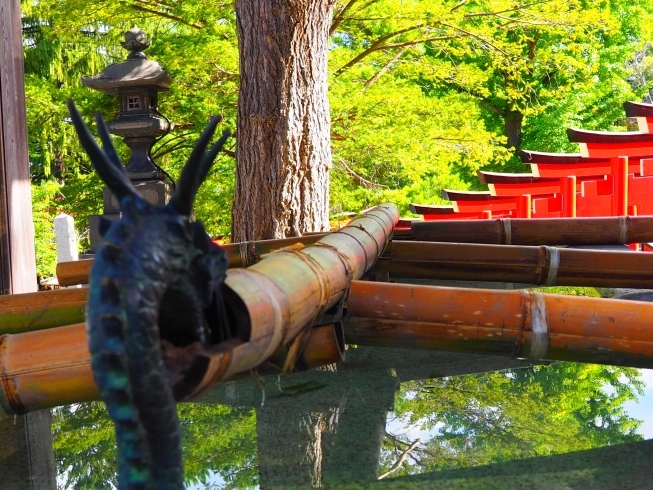 久々に来ました！住吉神社さんの様子です。「秋の花手水はじまります♡」