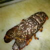 セミ海老「高級食材、佐島のセミ海老！」