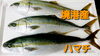 境港産ハマチ「○本日のお刺身○【境港産ハマチ】【島根県産天然タイ】」