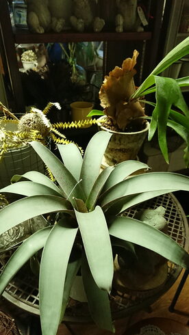 フリーセア サンデルシー「シルバーリーフが美しい観葉植物入荷しました」