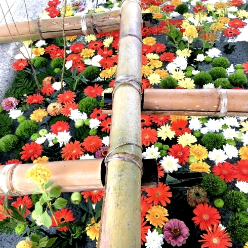 ガーベラ約250輪と他丸いお花たちがいっぱいです。「秋の花手水　in　住吉神社①　始まりました。」