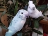 「小鳥！小鳥！」