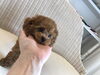 ひまわりくん「ティーカップ・プードルbaby (*´꒳`*)」