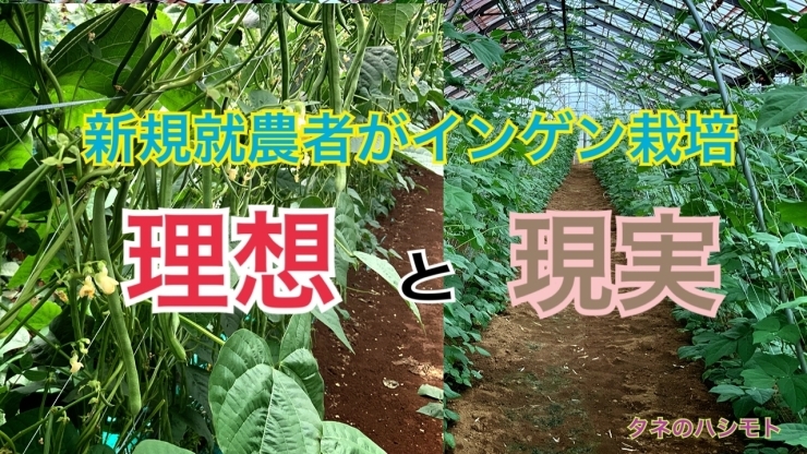 「野菜つくりのポイント　タネのハシモト」