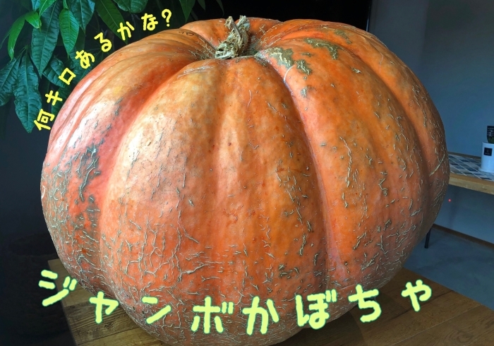 「超特大ジャンボかぼちゃ展示してます♫」