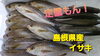「○本日のお刺身○【定置もん！】島根県産イサキ、コシナガマグロ」