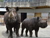 「9月22日は「WORLD RHINO DAY」です!!」
