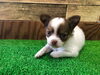 「チワワ　仔犬」