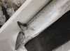 サワラ「連休のお知らせ」
