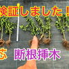 枝豆の摘芯・断根挿木・老化栽培　タネのハシモト