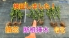 枝豆の摘芯 断根挿木 老化栽培 タネのハシモト タネのハシモトのニュース なめがた日和 行方市