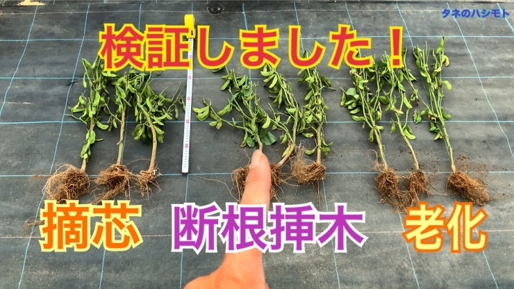 枝豆 栽培