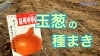 「【簡単便利】タマネギの種まき　タネのハシモト」