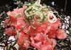 元気になる 鮪のたたき丼「元気になる 鮪のたたき丼「米津町で腸活ランチが食べられる古民家カフェ」