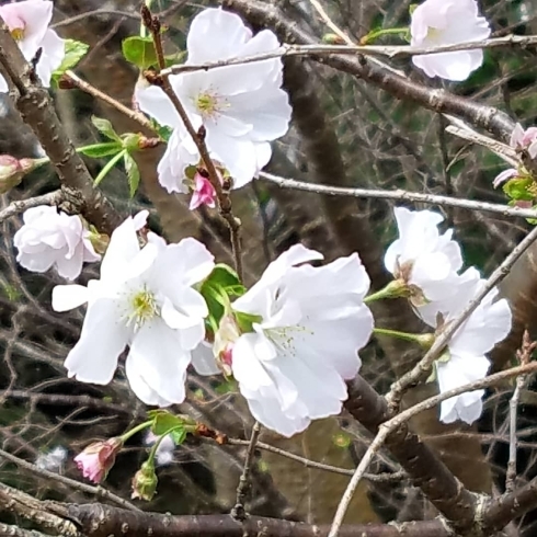 アブラ蝉が鳴く中、桜が風に揺られてます~「秋~だけど、桜の便り~~~( *´艸)( *´艸)」