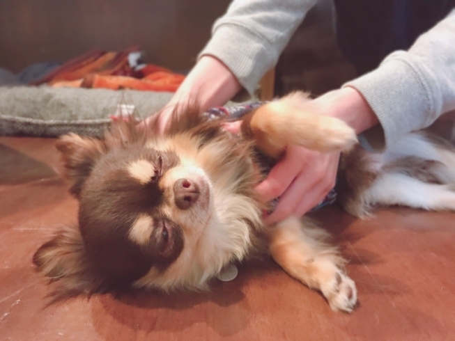 「お泊り保育園★新潟市犬の保育園♪犬の社会化わんちゃんのしつけHappyTail」