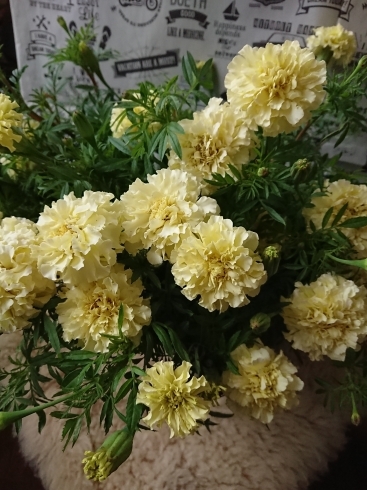 クリーム色の マリーゴールド まんまるのテマリソウなど ポンポン咲きの癒し系のお花たち Flower Shop Naran ナラン のニュース まいぷれ 出雲