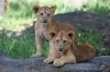 ライオンの赤ちゃんの名前が決まりました 愛媛県立とべ動物園のニュース まいぷれ 松山 伊予 東温 松前 砥部