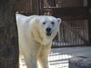 「アフリカゾウの媛とホッキョクグマのピースの誕生会について」