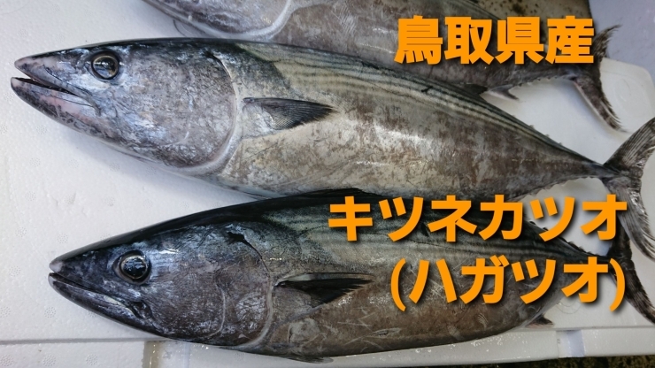 「○本日のお刺身○【鳥取県産キツネカツオ】【島根県産天然タイ】」