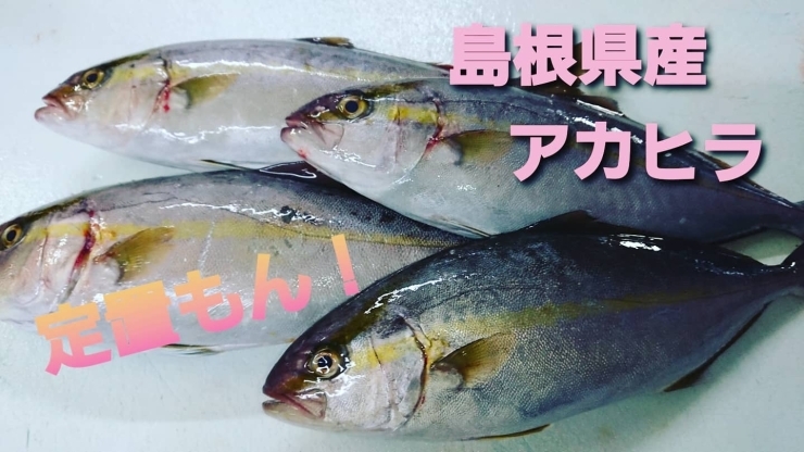 「○本日のお刺身○【しまね定置もん！アカヒラ】【島根県産天然タイ】」