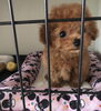 ぱぱ＆まま募集中のすずちゃん♡「ぱぱ＆まま募集　（╹◡╹）」