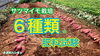 「【堆肥の選定】サツマイモの肥大に繋がります　タネのハシモト」