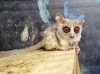 「ショウガラゴの親子」