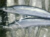 秋刀魚「うにたま 」