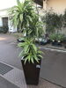 好評につき観葉植物セール開催延長 10 15まで 緑化フラワーセンター はなも本店のニュース まいぷれ 新発田 胎内 聖籠