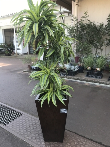 植物とMOKUプランター合わせて→24500円「好評につき観葉植物セール開催延長！ ~10/15まで」