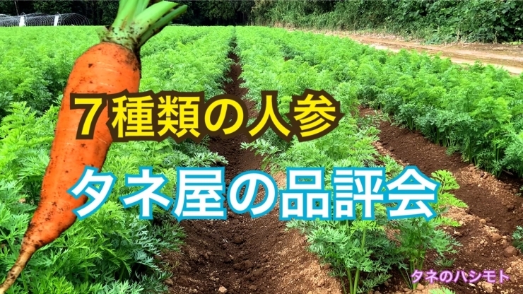 「【栽培試験】人参の追肥から土寄せ　タネのハシモト」