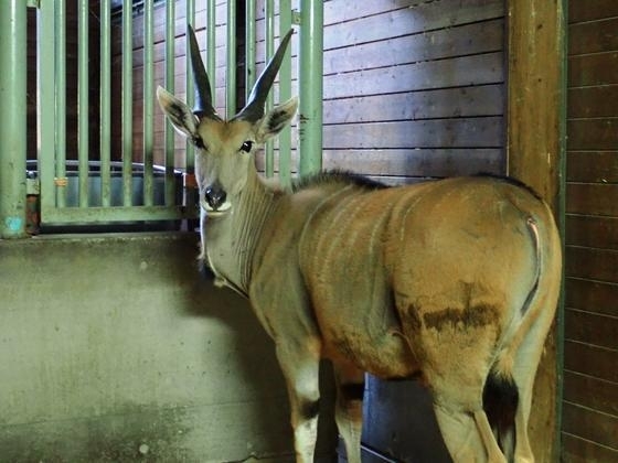 ビッツ「エランドとシロオリックスがやってきました！」