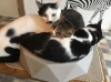 「猫カフェKuro　新商品販売について」