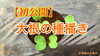 「【新提案】大根の種播き　タネのハシモト」