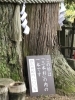 樹齢800年の杉の木が3本ありました「昨日はお休みを頂きドライブへ」