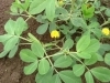 野菜の花 落花生 楽農だより さやまルシェ 狭山市