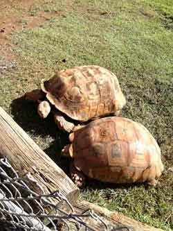 カメ。<br>動物園の中のあちこちにカメがいた。<br>ここのカメはみんなでかい。<br>